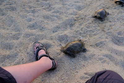 Low section of person on sand at beach