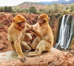 Monkeys playing on rocky formation