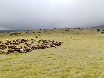 Flock of sheep on grassy field against sky