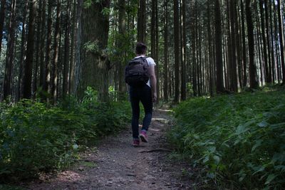 Rear view of men walking in forest