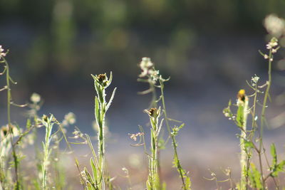 Close-up of flowering plants on field