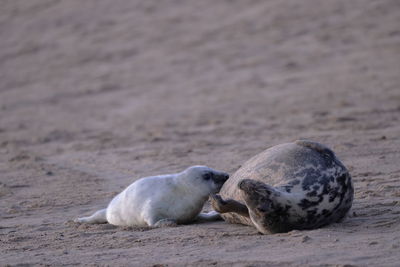 Grey seal and its pup