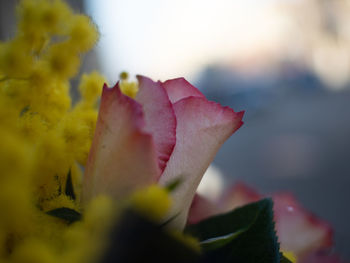 Close-up of rose against blurred background