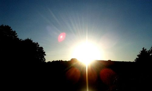 Sun shining through trees