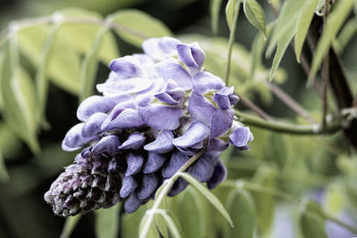 Close-up of purple flowers blooming outdoors