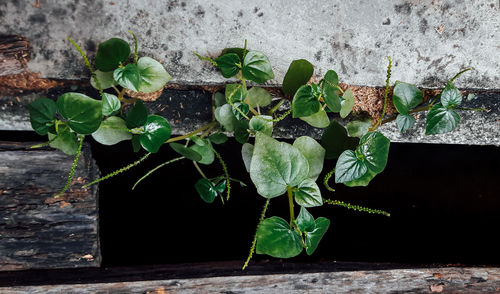 Close-up of plant