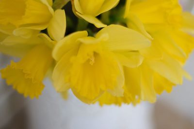 Close-up of yellow flowers