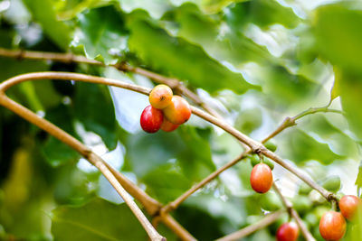 Close-up of cherries on plant