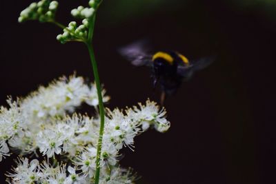 Close-up of bee pollinating flower