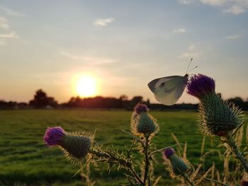 Close-up of thistle flowers on field during sunset