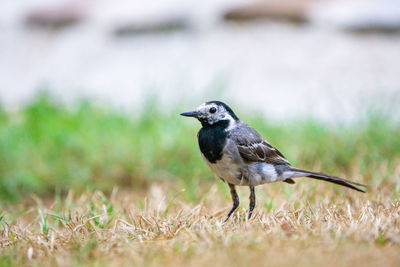 Close-up of bird perching on grass