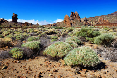 Plants and rock formations on landscape at el teide national park against blue sky