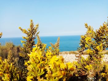 Yellow flowering plants by sea against sky