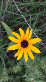 Close-up of yellow flower