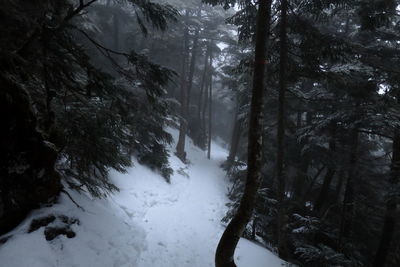 Snow covered trees in forest