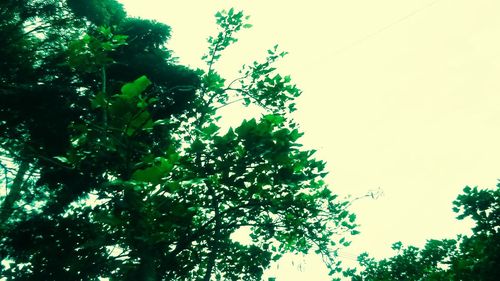 Low angle view of trees against sky