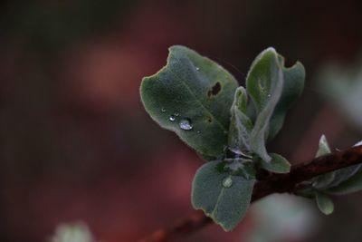 Close-up of water drops on leaf