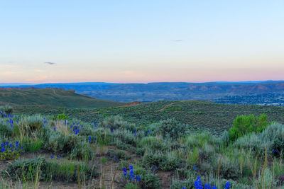 Scenic view of field against sky during sunset