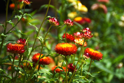 Close-up of red flowering plants