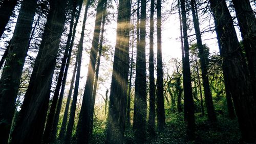 Trees in forest