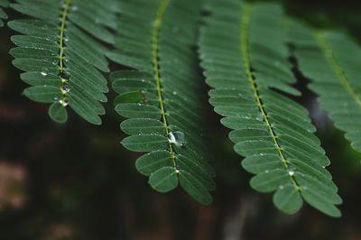 Close-up of water drops on leaves