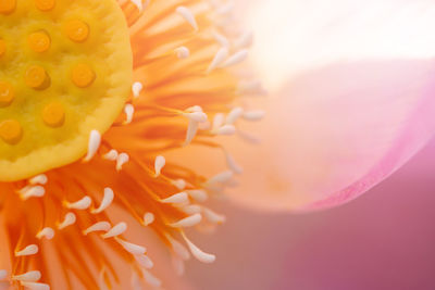 Close up view of light pink lotus is blooming open yellow pollens.