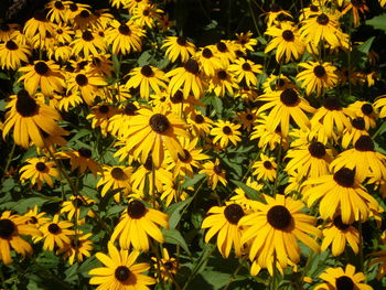 Close-up of sunflower