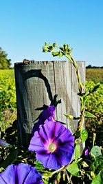 Close-up of blue flower growing on wooden plant