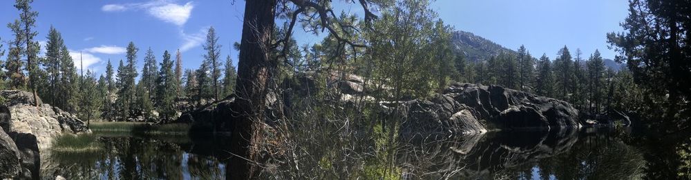 View of plants in forest against sky