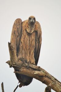 Low angle view of owl perching on branch