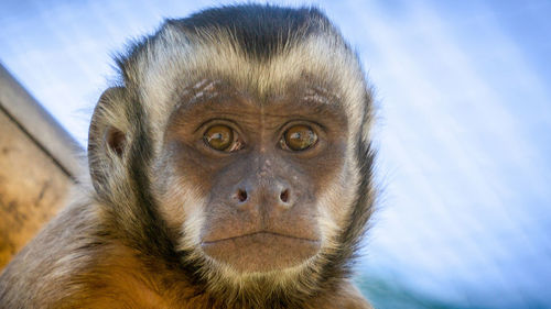 Close-up of monkey