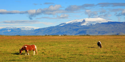 Horses in a field