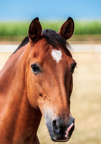 Close-up portrait of a horse