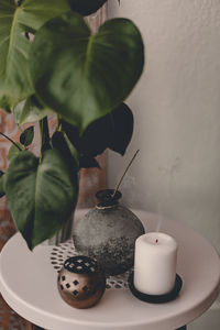 Close-up of potted plant on table