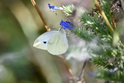 Close-up of butterfly pollinating on purple flower