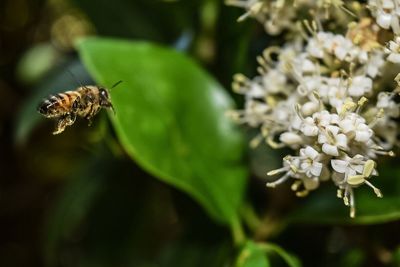 Close-up of honey bee flying towards flowers