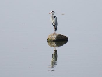 Gray heron perching on rock in lake