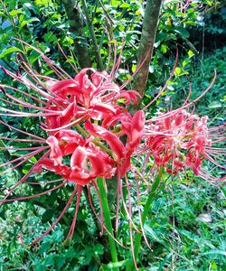 Close-up of red flowers blooming outdoors