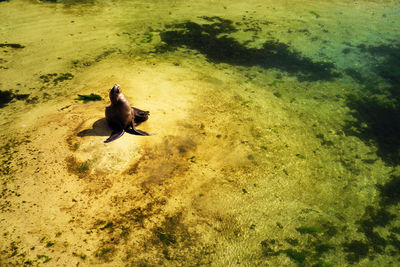 High angle view of sea lions sitting on sand