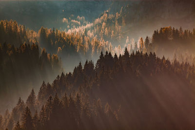 Panoramic view of forest against sky during sunset