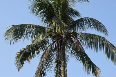 Low angle view of palm tree against sky