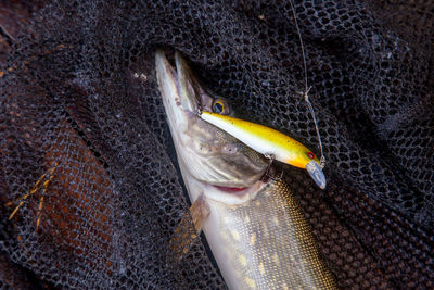 High angle view of fish swimming