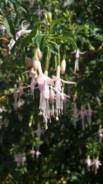 Close-up of white flower hanging on tree