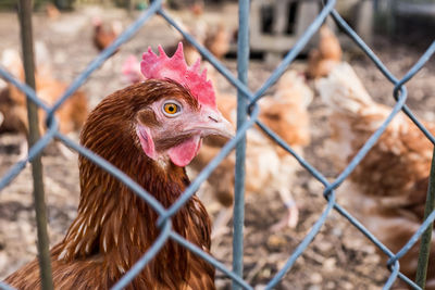 Close-up of chicken in cage