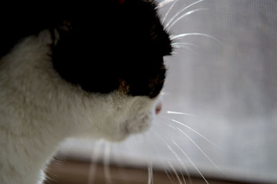 Close-up of cat looking away