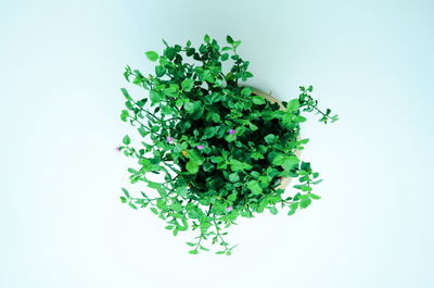 Close-up of plant against white background