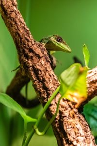 Close-up of lizard sitting on branch