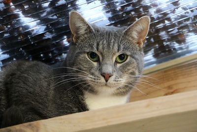 Close-up portrait of tabby cat