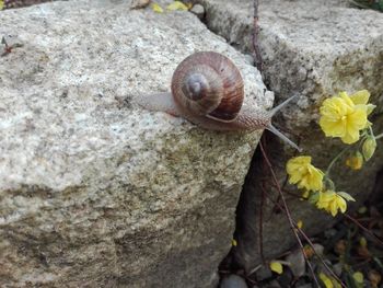 Close-up of snail on rock