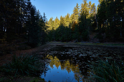 Scenic view of river amidst trees against sky